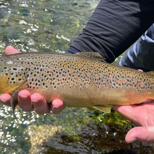 Fly Fishing Bosnia, river Ribnik